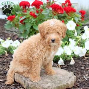 Luca, Miniature Poodle Puppy