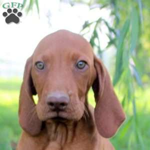 Luca, Vizsla Puppy