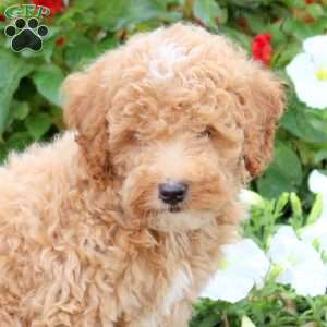 Luca, Miniature Poodle Puppy