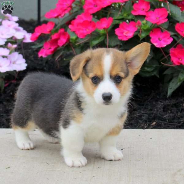 Lucas, Pembroke Welsh Corgi Puppy
