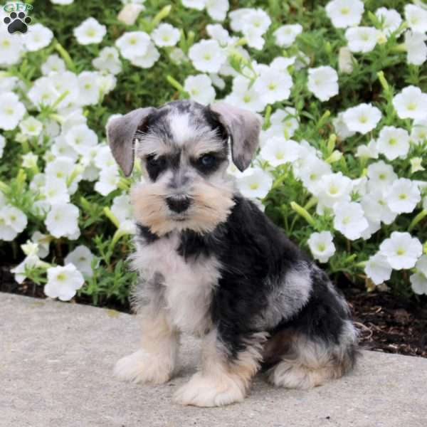 Lucas, Miniature Schnauzer Puppy