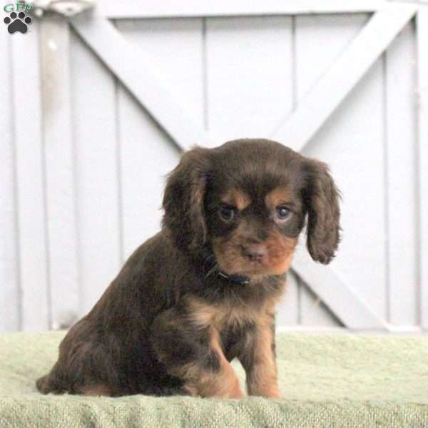 Lucas, Cavalier King Charles Spaniel Puppy