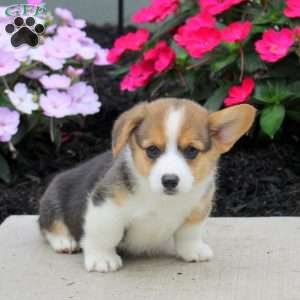 Lucas, Pembroke Welsh Corgi Puppy