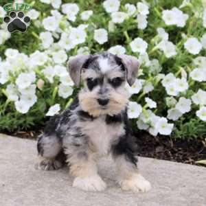 Lucas, Miniature Schnauzer Puppy