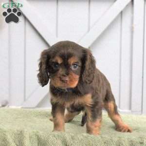 Lucas, Cavalier King Charles Spaniel Puppy