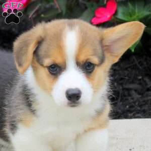 Lucas, Pembroke Welsh Corgi Puppy