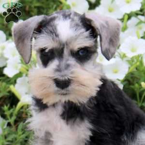 Lucas, Miniature Schnauzer Puppy