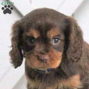 Lucas, Cavalier King Charles Spaniel Puppy