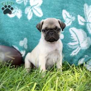 Lucas, Pug Puppy