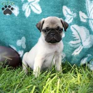 Lucas, Pug Puppy