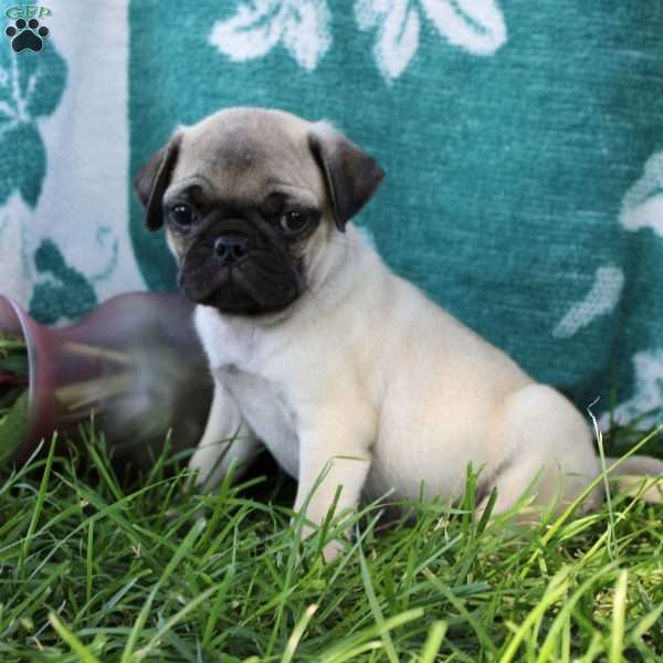 Lucas, Pug Puppy