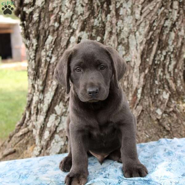 Lucas, Charcoal Labrador Retriever Puppy