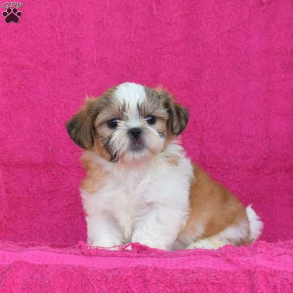 Lucky, Shih Tzu Puppy