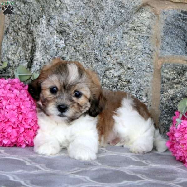 Lucky, Teddy Bear Puppy