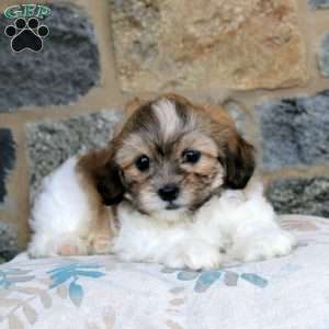 Lucky, Teddy Bear Puppy