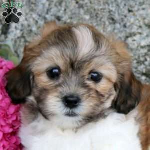 Lucky, Teddy Bear Puppy