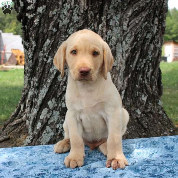 Lucky, Yellow Labrador Retriever Puppy