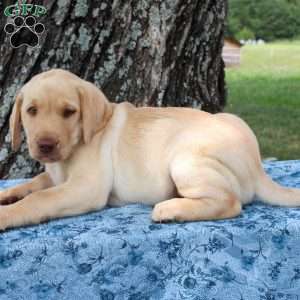 Lucky, Yellow Labrador Retriever Puppy