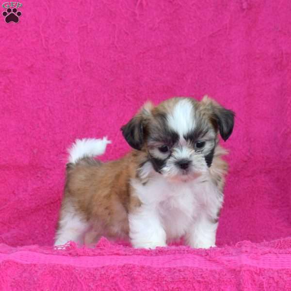 Lucy, Shih Tzu Puppy
