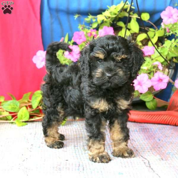 Luke, Cockapoo Puppy