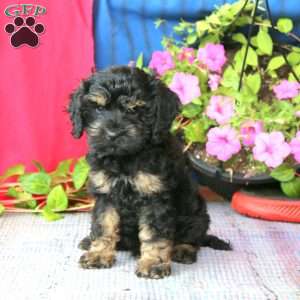 Luke, Cockapoo Puppy