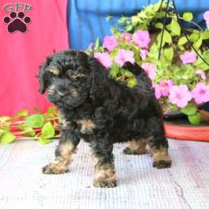 Luke, Cockapoo Puppy