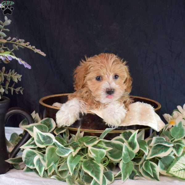 Lulu, Maltipoo Puppy