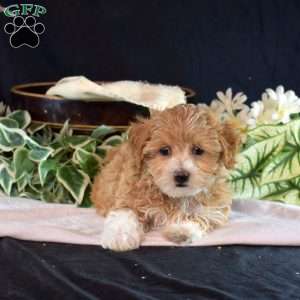Lulu, Maltipoo Puppy