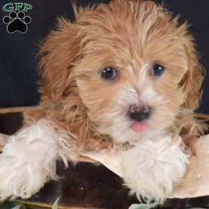 Lulu, Maltipoo Puppy