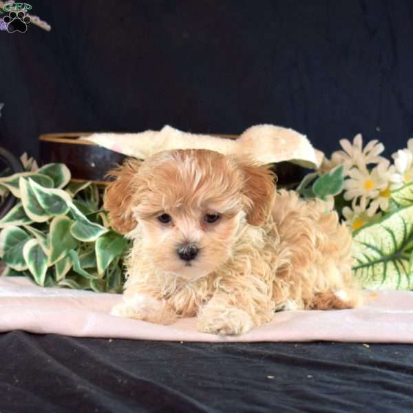 Luna, Maltipoo Puppy
