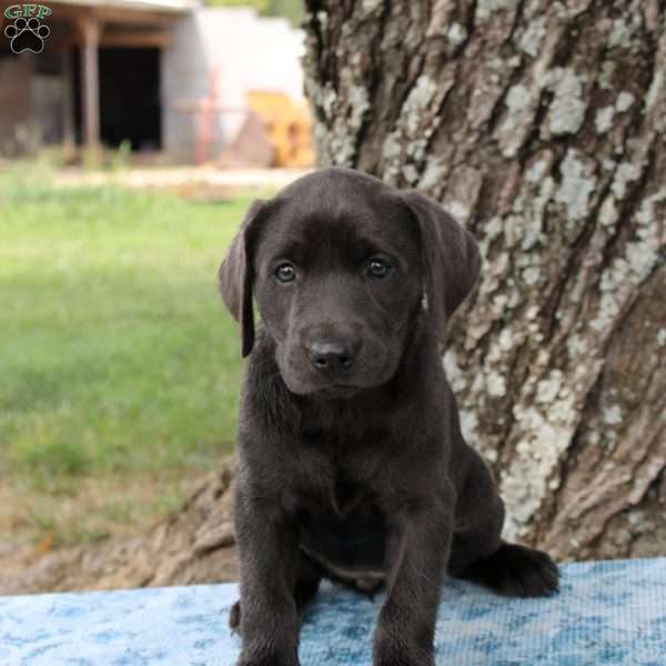 Luna, Charcoal Labrador Retriever Puppy