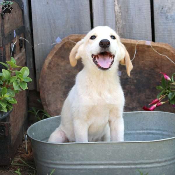Luna, Great Pyrenees Mix Puppy