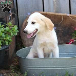 Luna, Great Pyrenees Mix Puppy