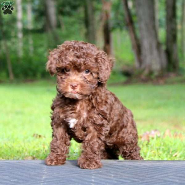 Lylah, Toy Poodle Puppy