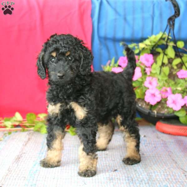Lylah, Cockapoo Puppy