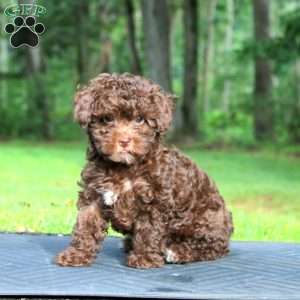 Lylah, Toy Poodle Puppy