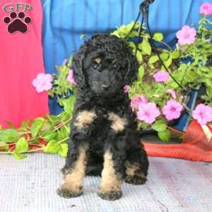 Lylah, Cockapoo Puppy