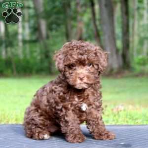 Lylah, Toy Poodle Puppy