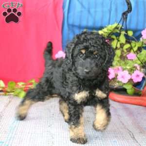 Lylah, Cockapoo Puppy