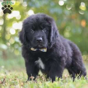 Jimmy, Newfoundland Puppy