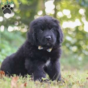 Jimmy, Newfoundland Puppy
