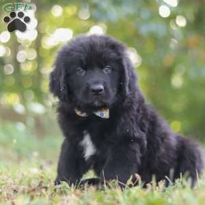 Jimmy, Newfoundland Puppy