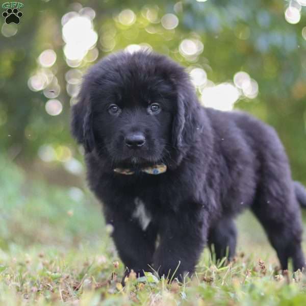 Jimmy, Newfoundland Puppy