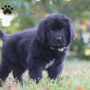 Jimmy, Newfoundland Puppy