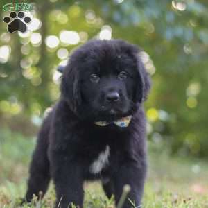 Jimmy, Newfoundland Puppy