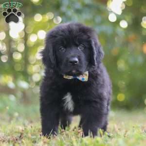 Jimmy, Newfoundland Puppy
