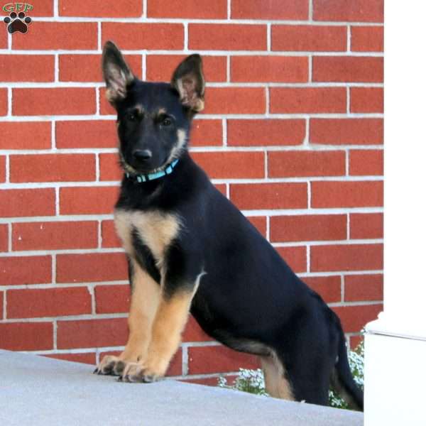 Mabel, German Shepherd Puppy