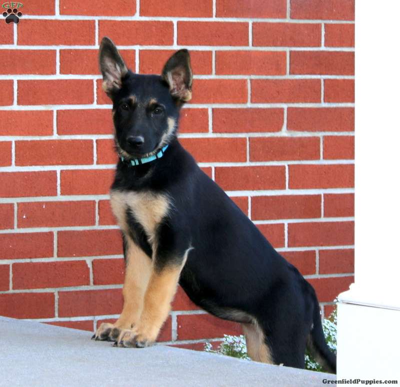 Mabel, German Shepherd
