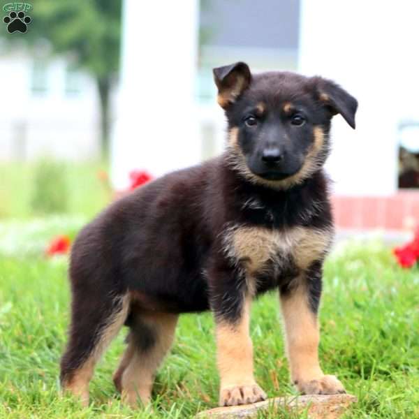 Mabel, German Shepherd Puppy
