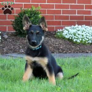 Mabel, German Shepherd Puppy